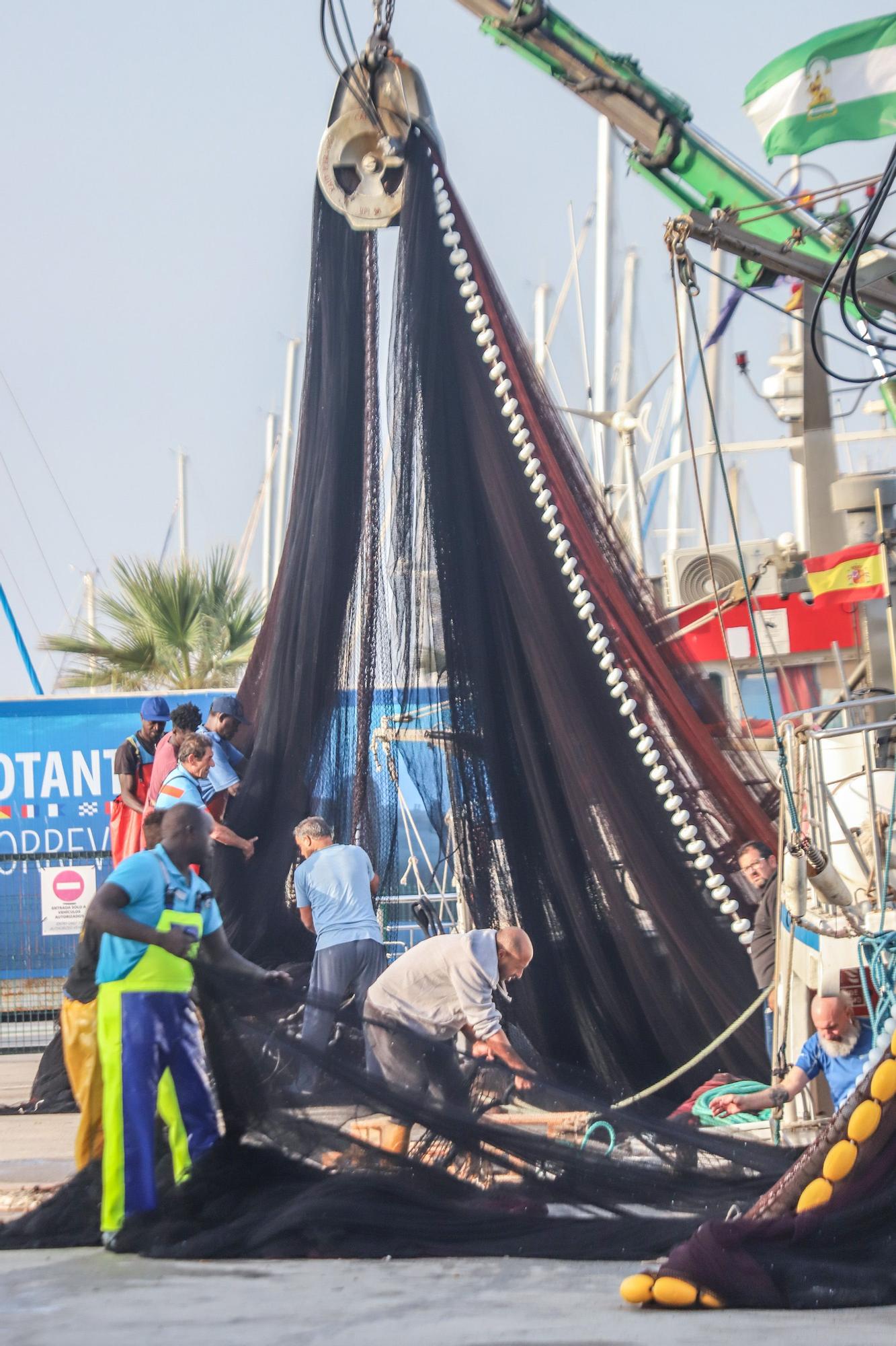 La subasta de la nueva lonja pesquera de Torrevieja se estrena con la venta de 13.000 kilos de boquerón y sardina