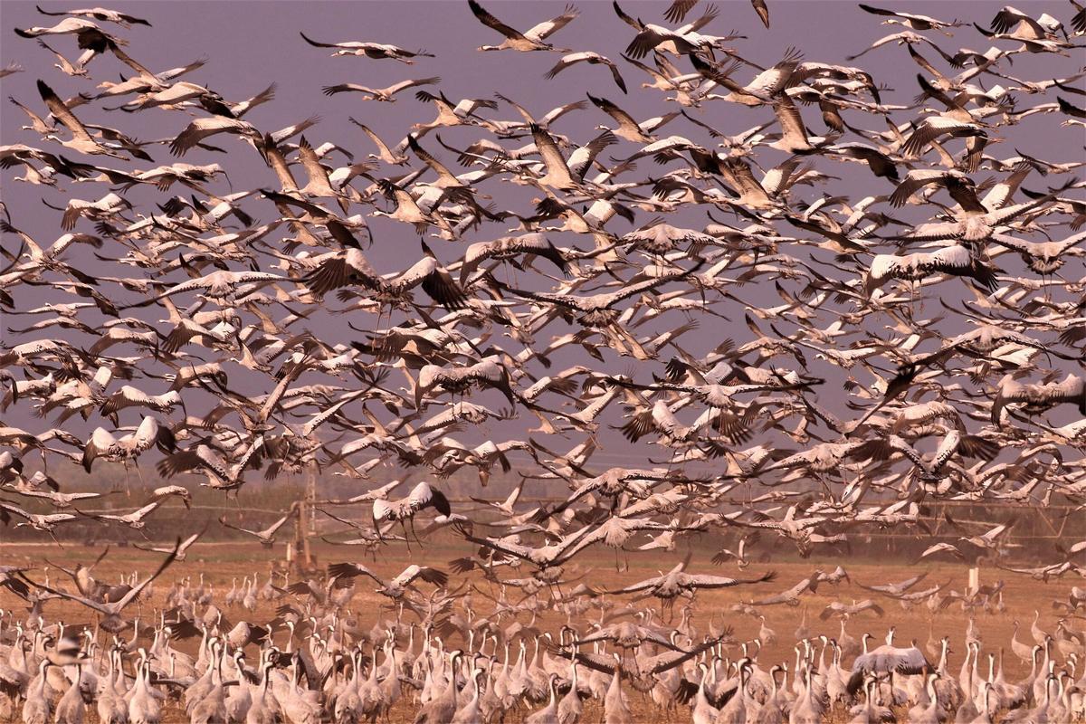 Gran cantidad de grullas en el valle de Hula, Israel.