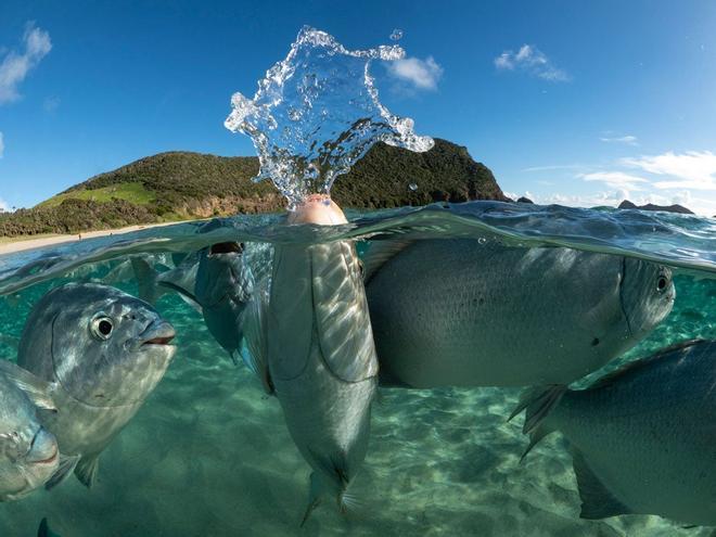 Fotografía finalista en los AIPP Silver Lining Awards