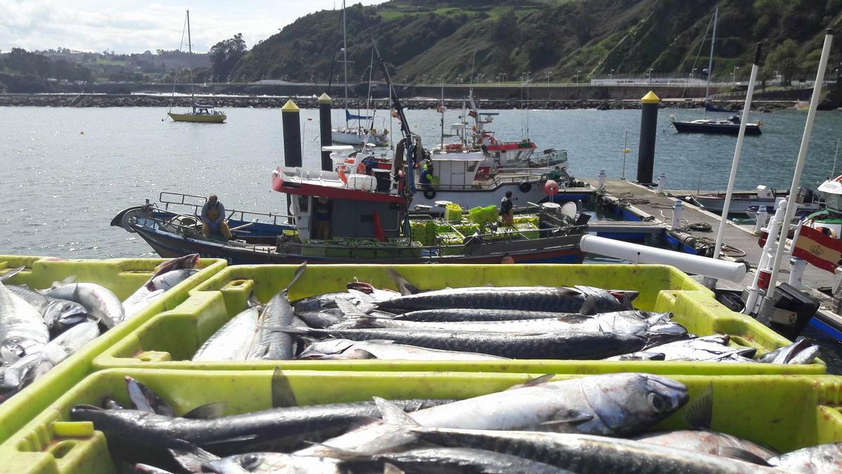 Caballa en un barco pesquero en el Cantábrico