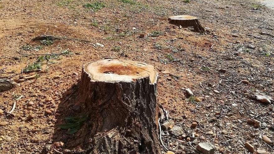 Zona donde se talaron los árboles por el Ayuntamiento.