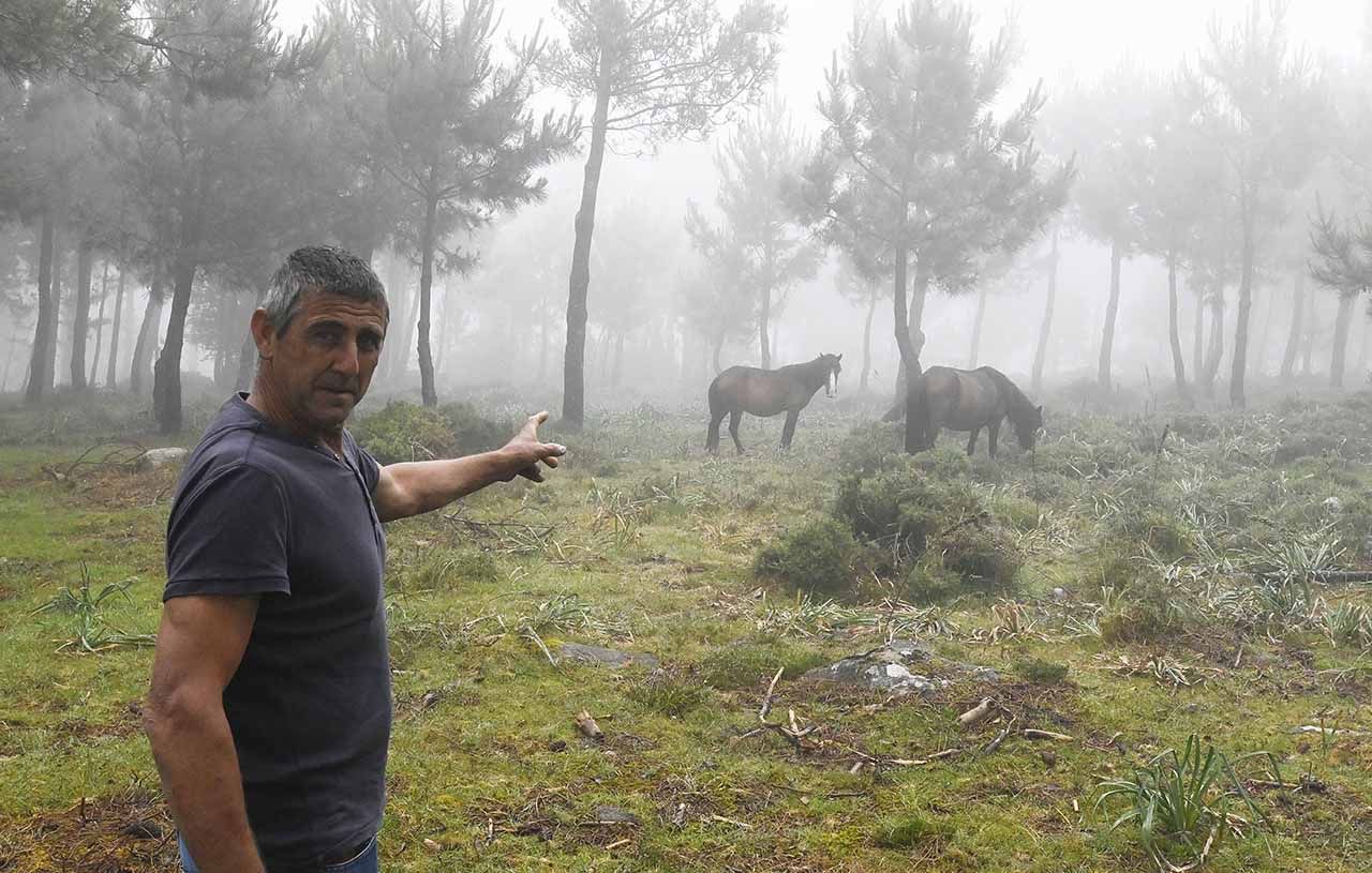 Modesto Domínguez, con caballos salvajes en Serra da Groba.