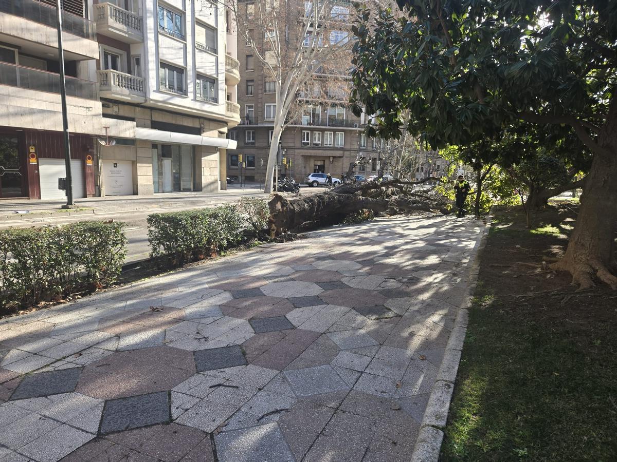 En imágenes I Cae un árbol de grandes dimensiones en Zaragoza