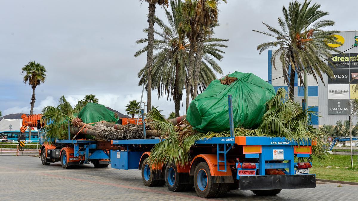 Trasplanta de palmeras en Santa Catalina.