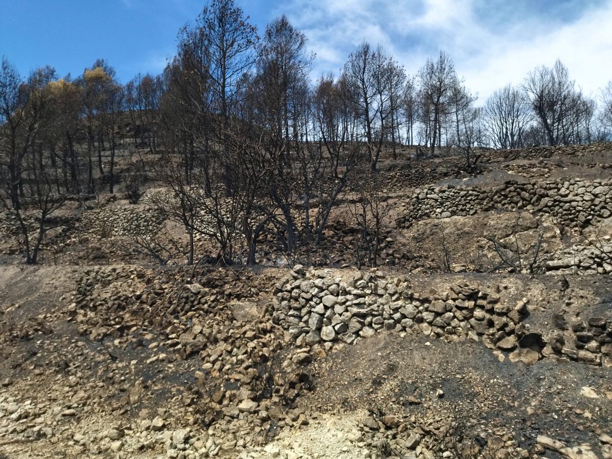 Antiguos bancales abandonados e invadidos por pinos ahora carbonizados