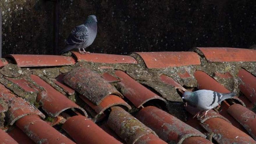 Dos palomas en un tejado de un inmueble.