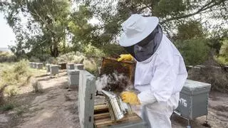 Una de cada dos colmenas de abejas no sobrevivirá a las altas temperaturas de esta primavera