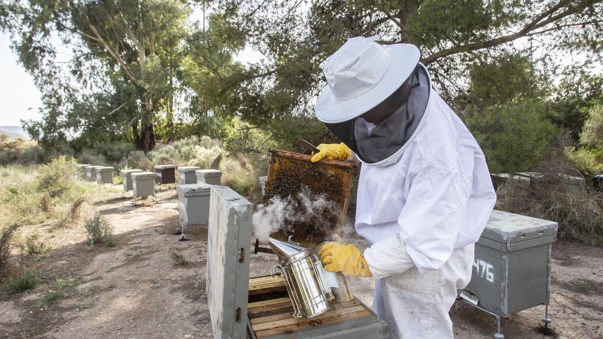 Un apicultor trabaja en el cuidado de sus colmenas en la provincia de Alicante.