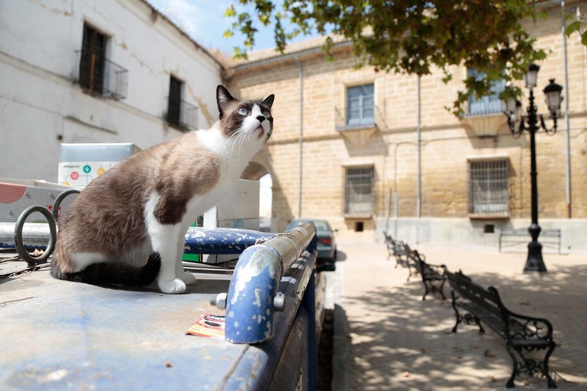 Gato sobre un contenedor en el Llano de Palacio de Montilla.