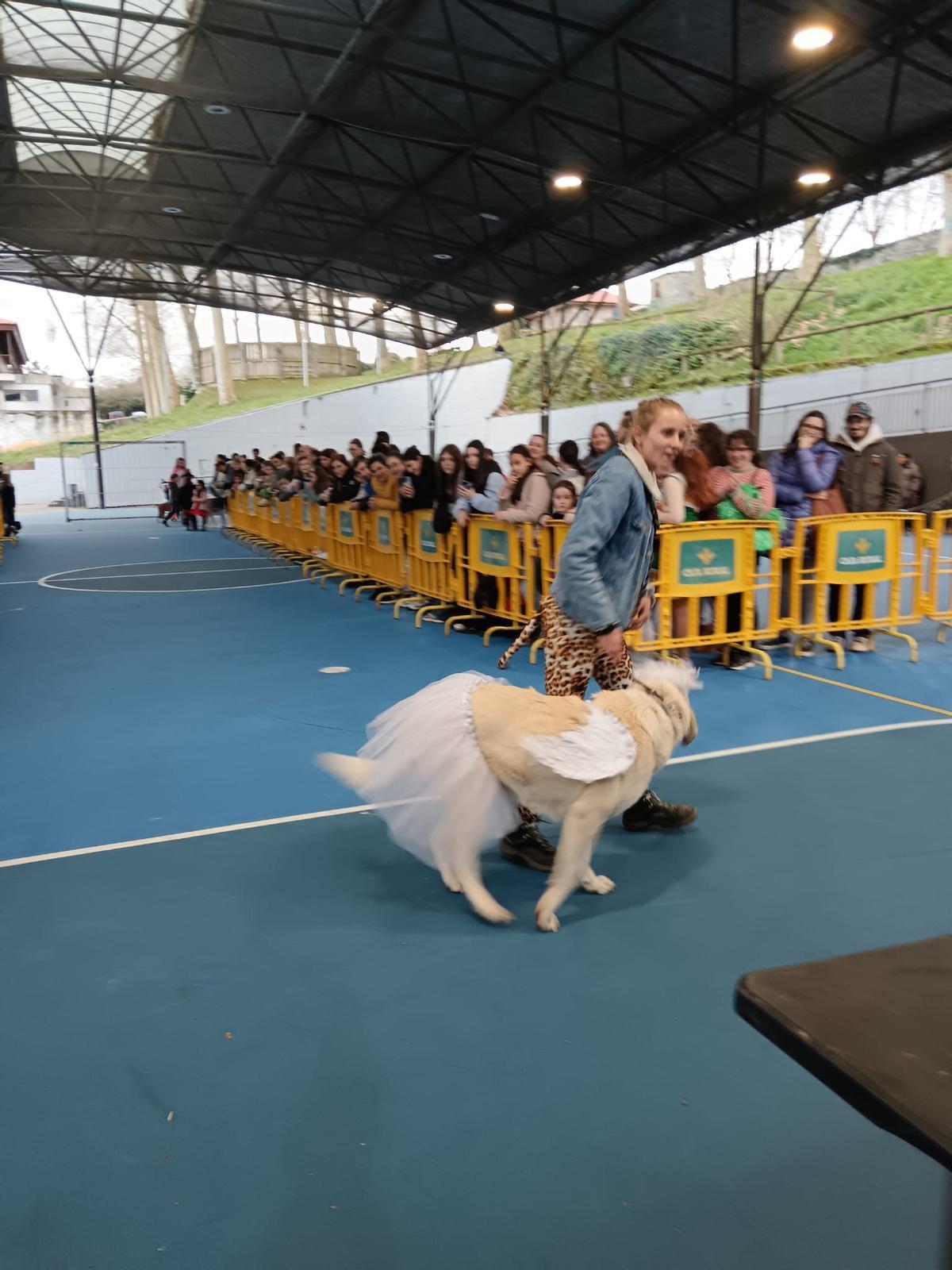 El desfile de mascotas de Grado, en imágenes