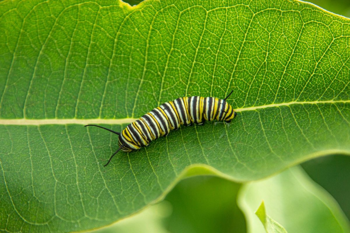Larva de mariposa monarca.