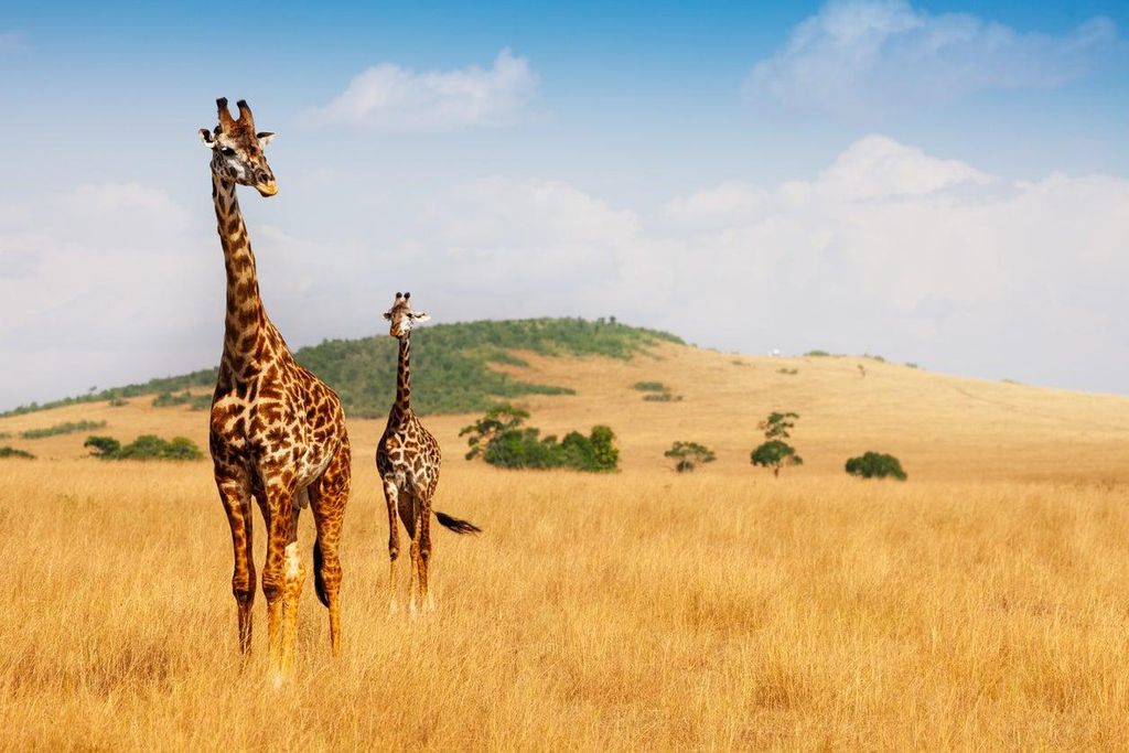 Tener ante nuestros ojos a la fauna en estado salvaje de Kenia es una experiencia única en la vida