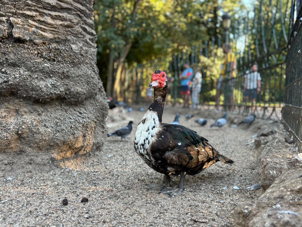 Un pato en el estanque del parque de Castelar de Badajoz.