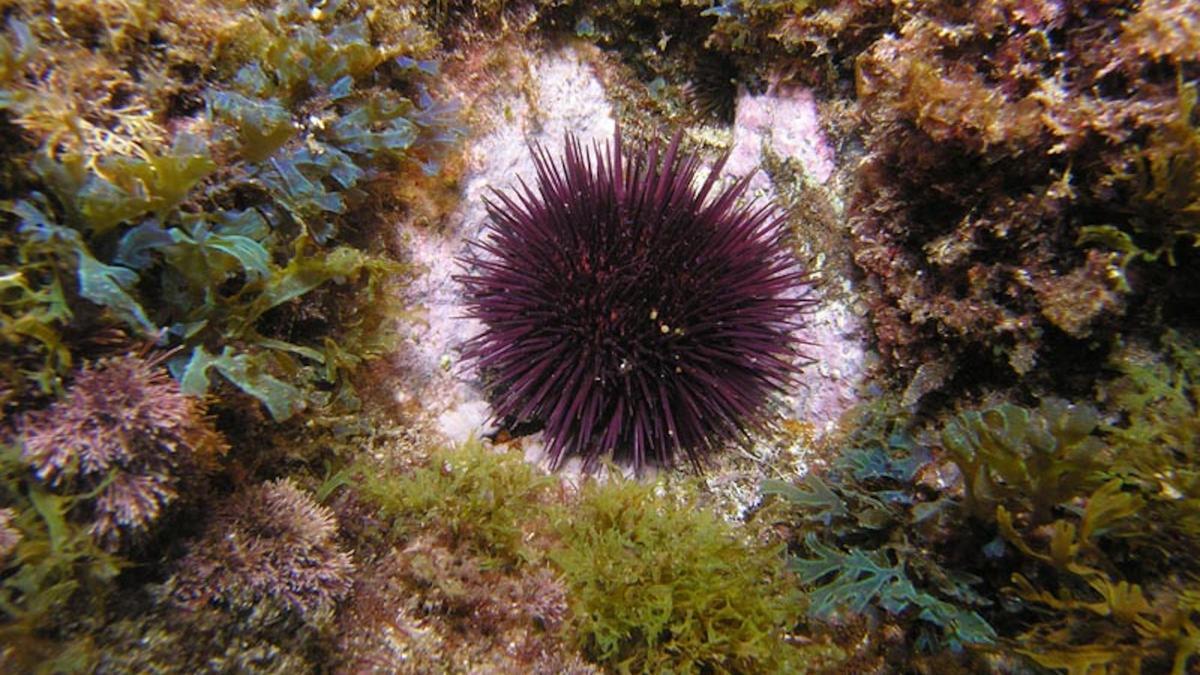 Un eriçó de mar s'alimenta de la vegetació en el fons del mar