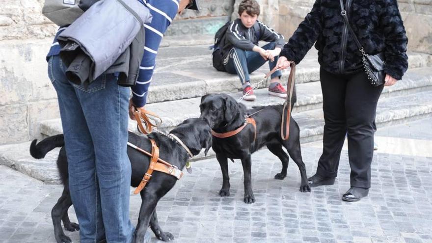 Dos perros, con sus dueños, por las calles de Murcia.