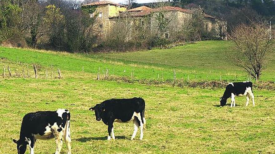 Sobre estas líneas, el palacio de Celles, que se encuentra en la ruta recomendada. Arriba, a la derecha, el camino de la ruta señalizada, que queda a la izquierda; debajo, detalle del estado del patio interior del palacio. En la imagen inferior, sidrerías y bares en la plaza Les Campes, en Pola de Siero, desde donde se inicia la ruta.