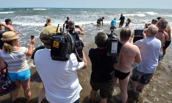 18/03/2016 PLAYA DEL INGLES, SAN BARTOLOME DE TIRAJANA. Suelta de tortugas bobas en Playa del Ingles. Foto: SANTI BLANCO