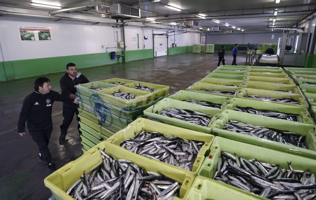 Ferrán Adrià, entre bonitos y bocartes, elogia la capacidad de Asturias de "innovar desde el mar"