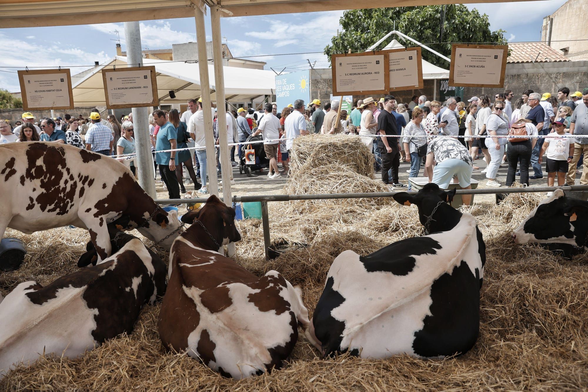 FOTOS | Las ferias de este domingo en distintos pueblos de Mallorca, en imágenes