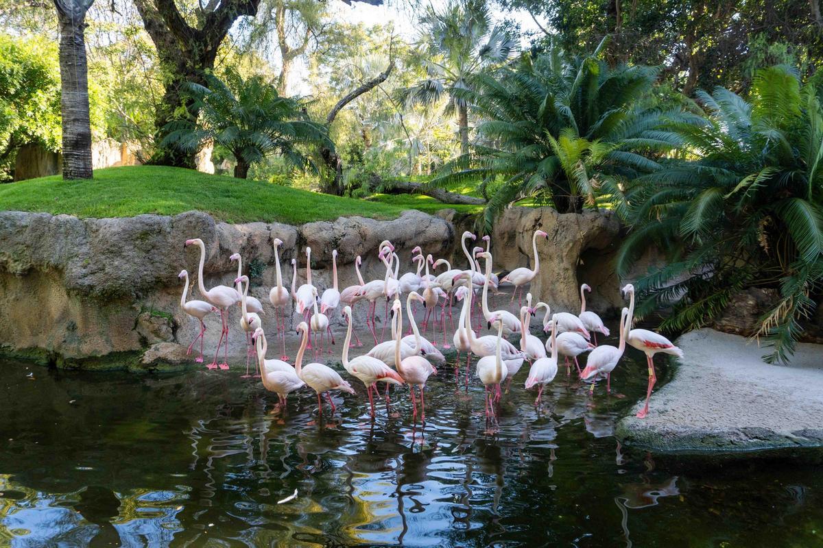 Flamencos reunidos en Bioparc Valencia