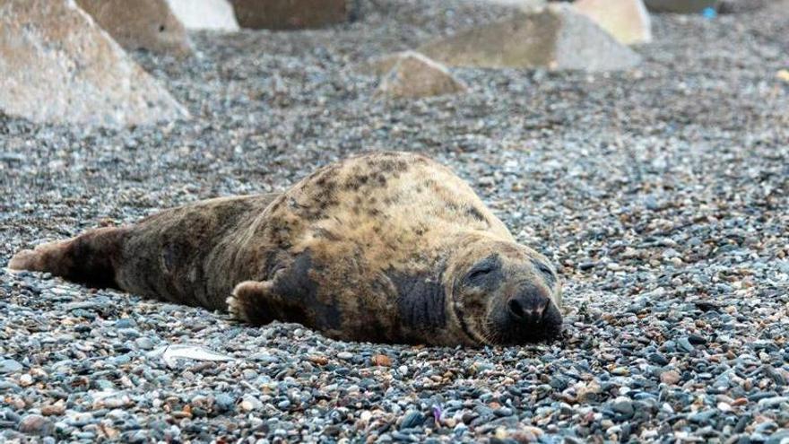 La foca, en la playa del Cable de Motril (Granada)