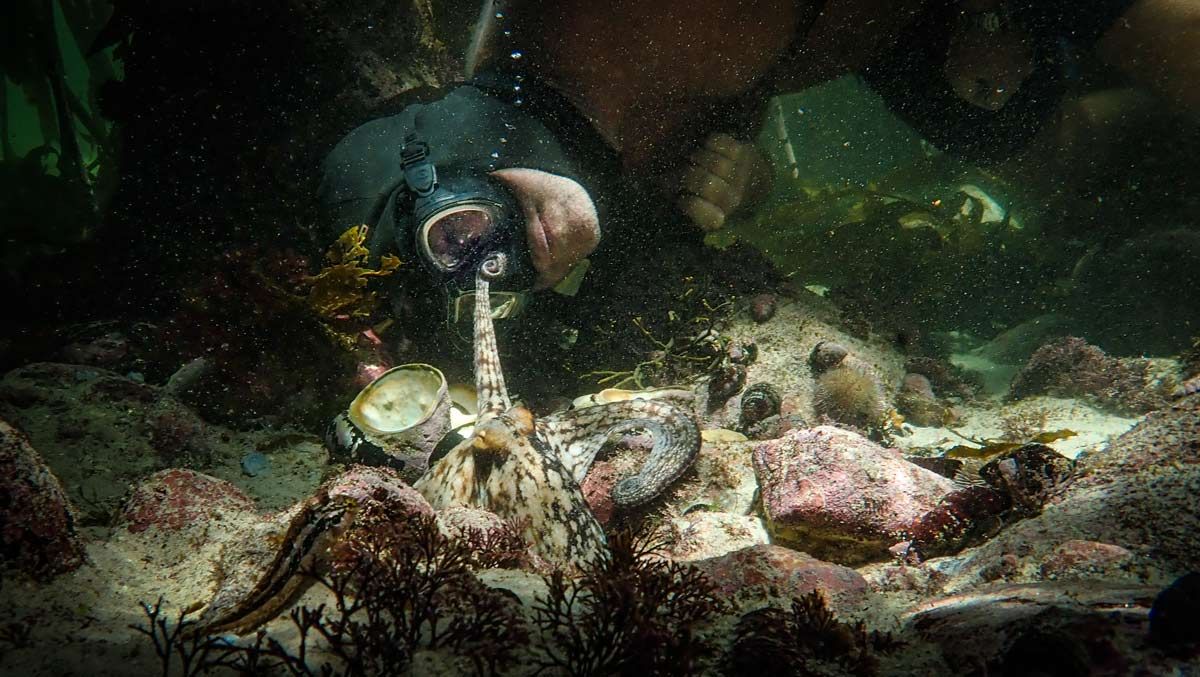 Craig Foster y su amistad con un pulpo en el documental de Netflix 'Lo que el pulpo me enseñó'