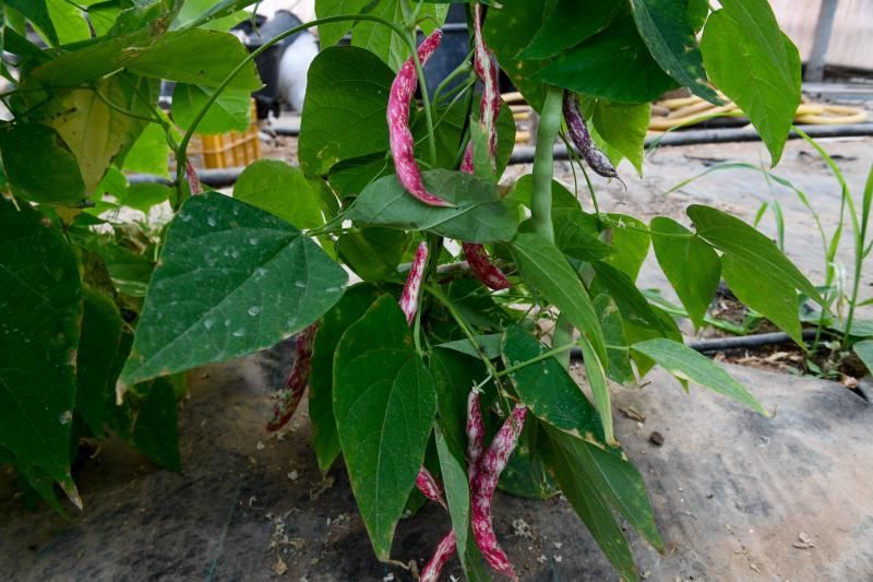 Dos jóvenes agricultores que cultivan, procesan y