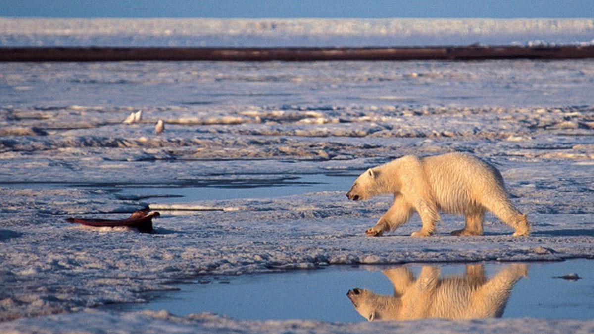 Un oso polar camina por un paraje del Ártico.