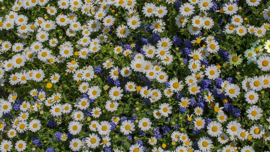 ¡Jardines invencibles! Las plantas de exterior resistentes al frío y calor que conquistan jardines