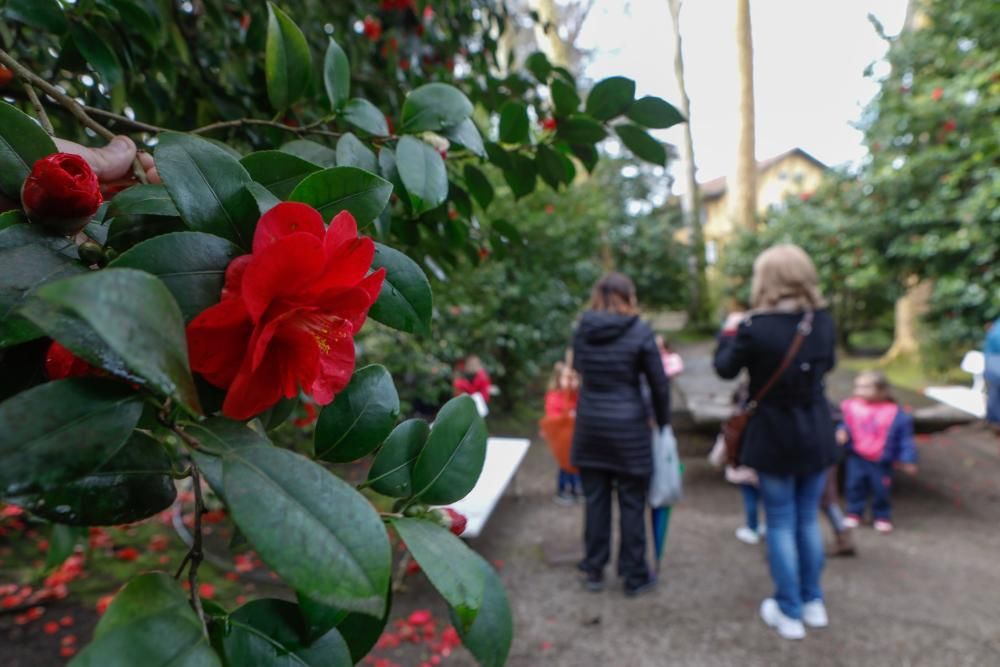 Camelias en el Botánico