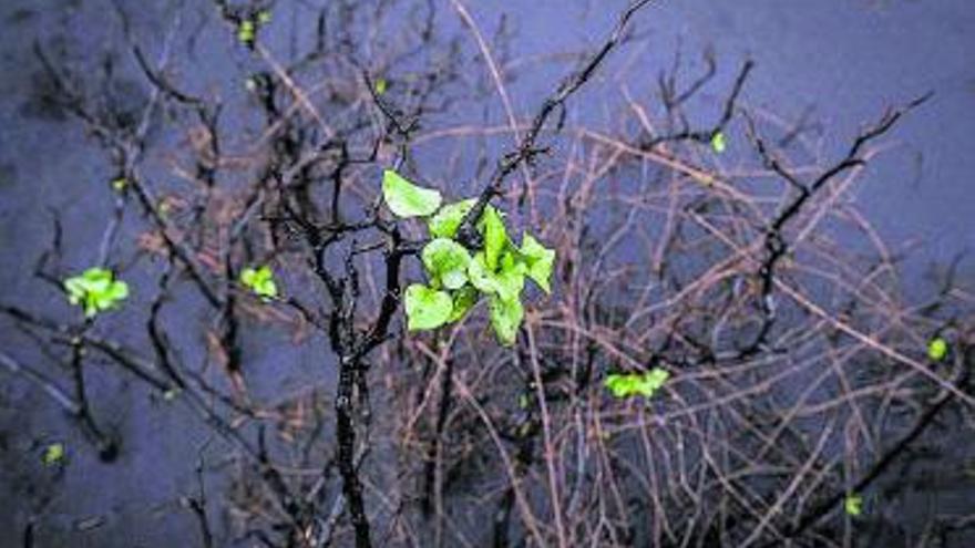 De brotes verdes