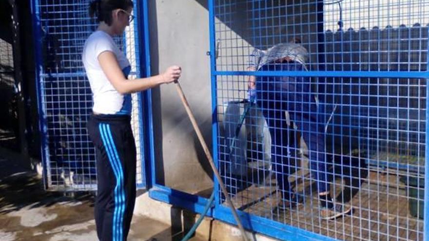 Imagen del albergue municipal de animales de Torrevieja, gestionado parcialmente por voluntarios.