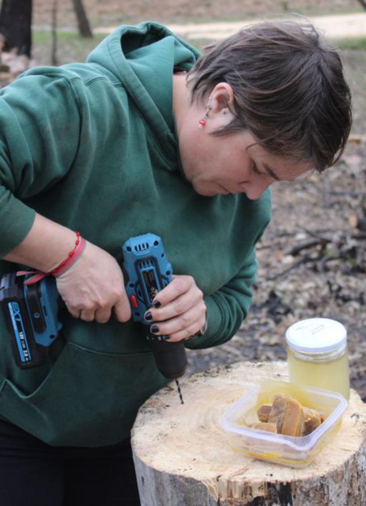Una siembra de &quot;ostras&quot; abre la inoculación de hongos en la Sierra de la Culebra
