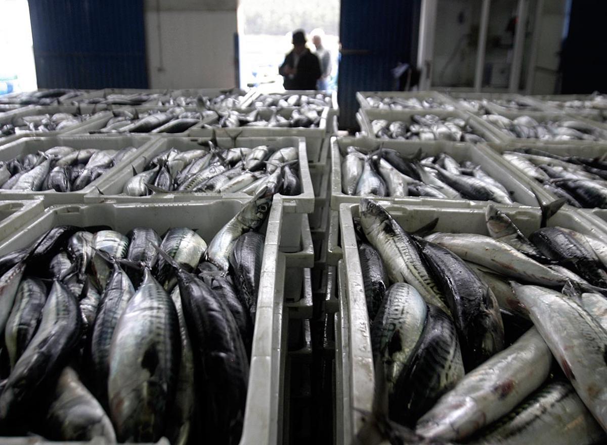 Cajas de xarda en los almacenes de la rula de Avilés, en una imagen de archivo.