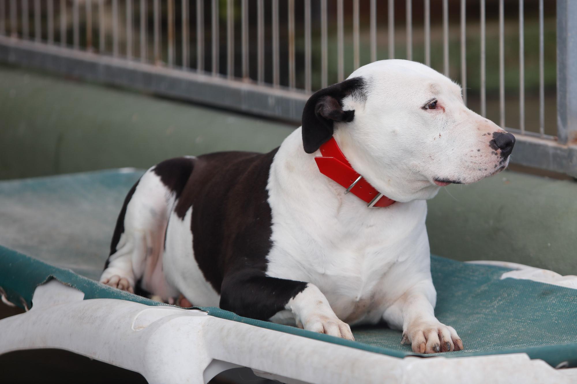 Junior, el perro de Ibiza que murió esperando un hogar