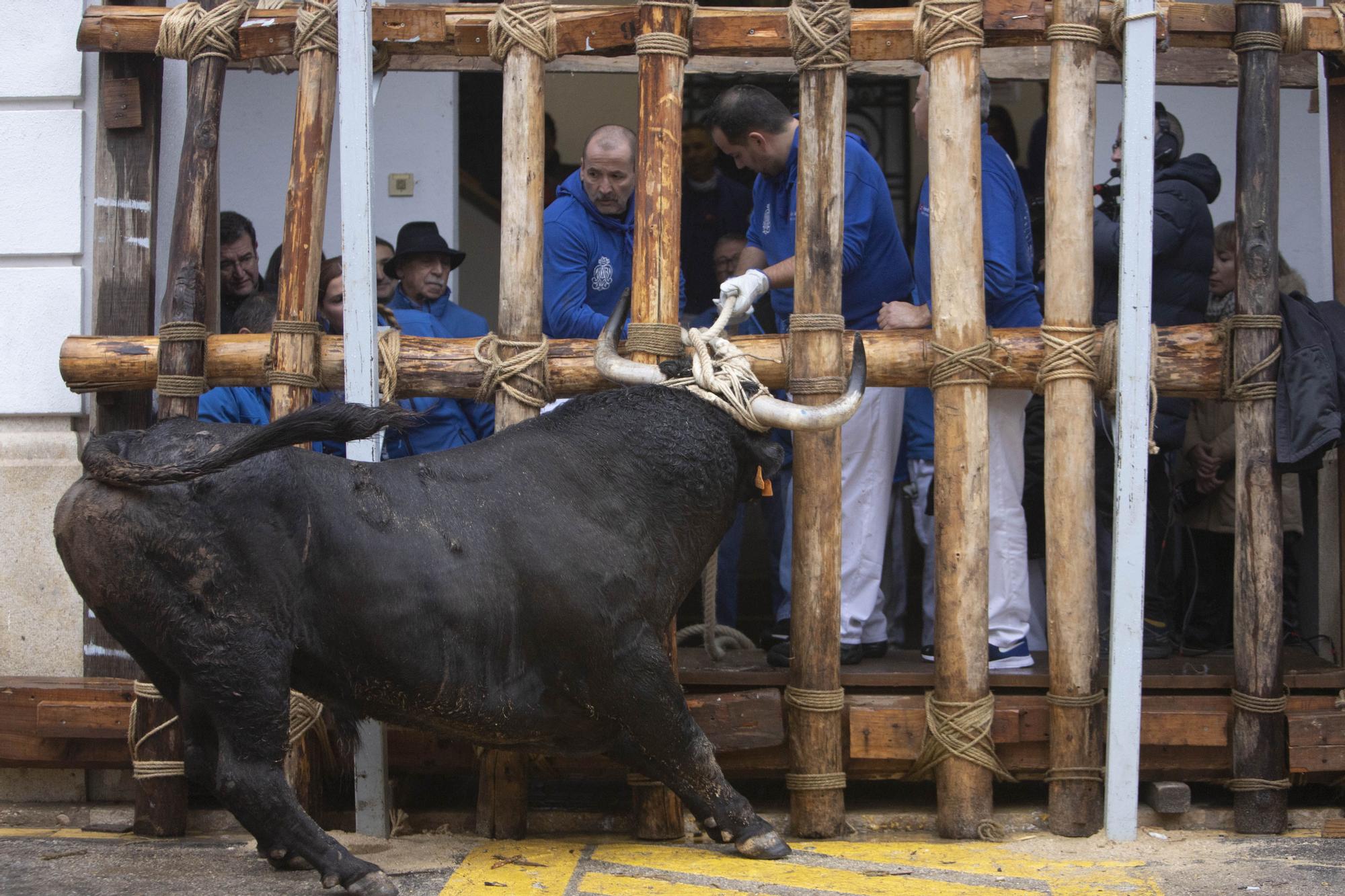 El "Bou en corda" vuelve al Pont Vell de Ontinyent