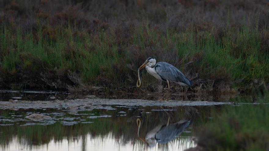 La anguila, una especie en peligro de extinción, aún habita en ses Feixes de Ibiza