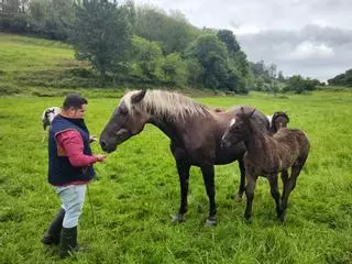 Aarón García Martino, ganadero de Salas que vendió la mejor yegua de la feria de Llanera: "Tiene buenos aplomos, cabeza guapa, mucho cuerpo y una capa llamativa"