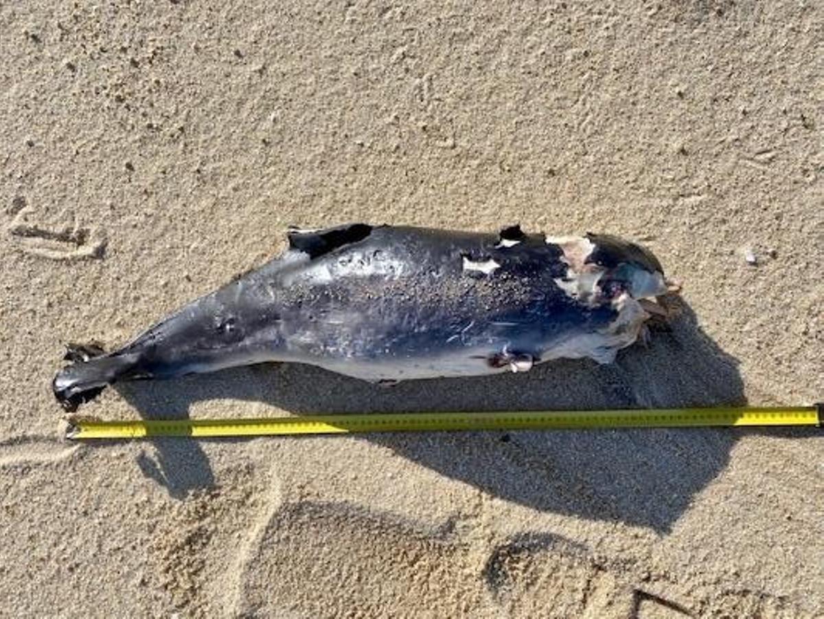 Una marsopa muerta.