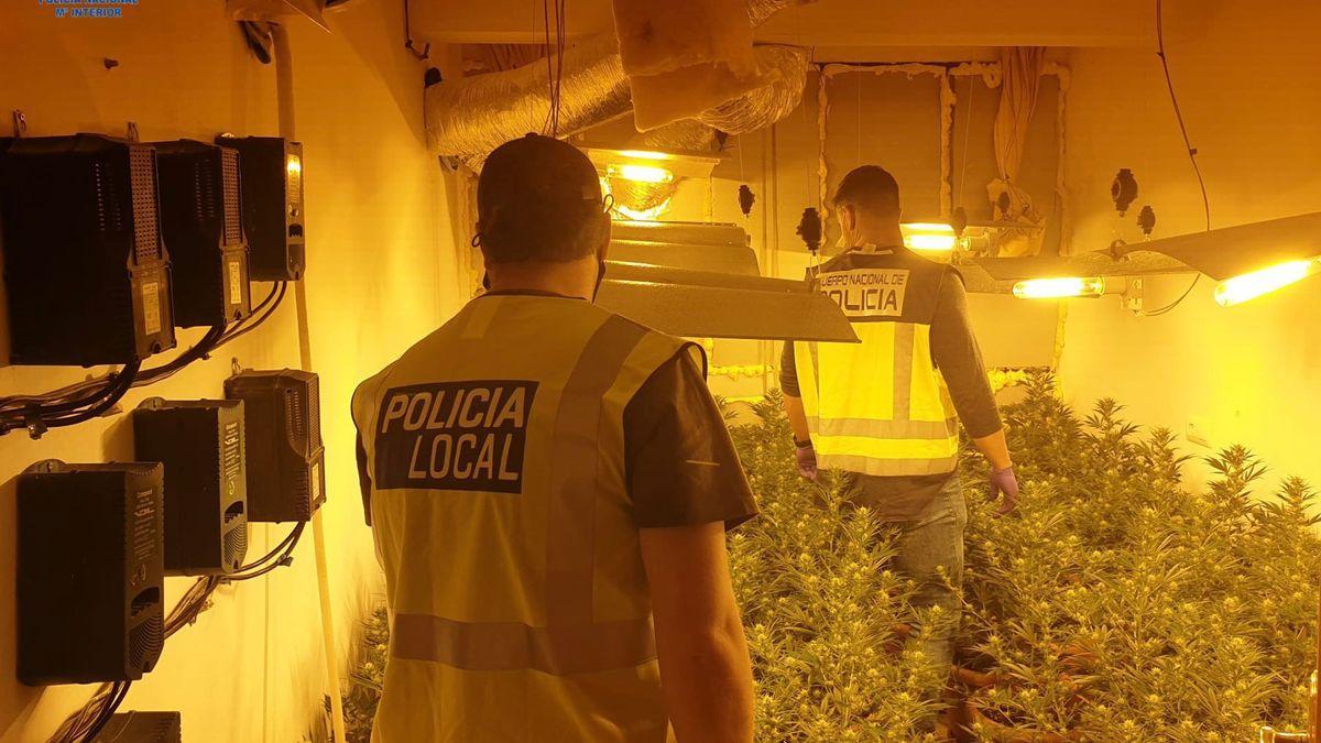 Así es la plantación de marihuana que los narcos instalaron en el piso de una persona vulnerable