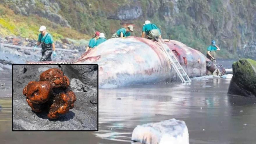 Las piedras que mataron a un cachalote en Canarias: más caras que el oro