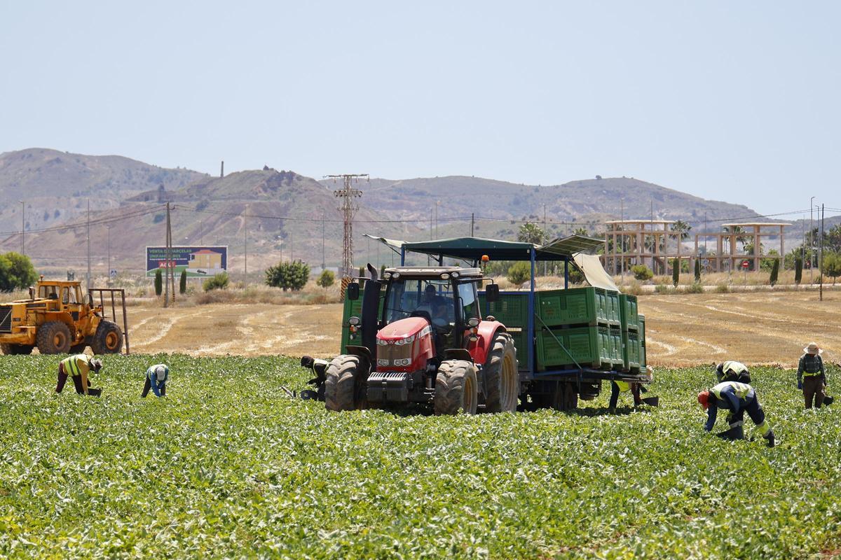 Una imagen de archivo de jornaleros trabajando en el Campo de Cartagena.