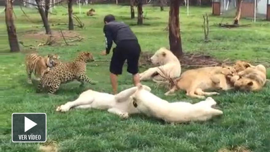 El tigre que salvó a su cuidador de un jaguar.