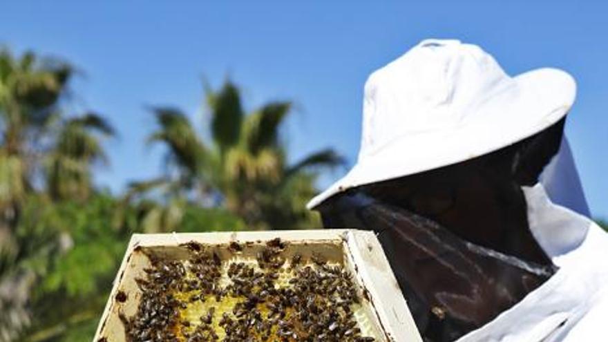 Der Regen im Mai hat den Pflanzen einen zweiten Frühling und den Bienen Pollen sowie Nektar beschert. Der Imker Gori Lladó umsorgt sie und experimentiert mit ökologischen Methoden und neuen Formen für