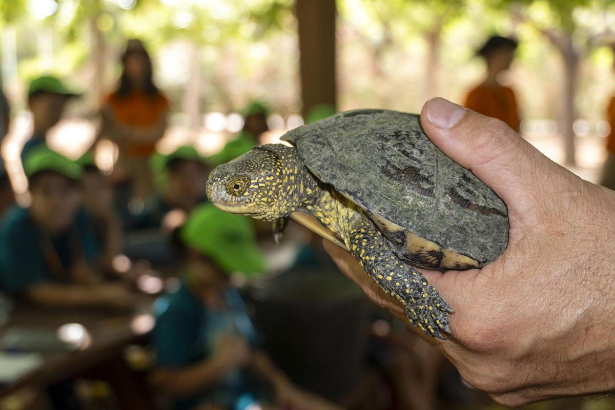 Galápago europeo.