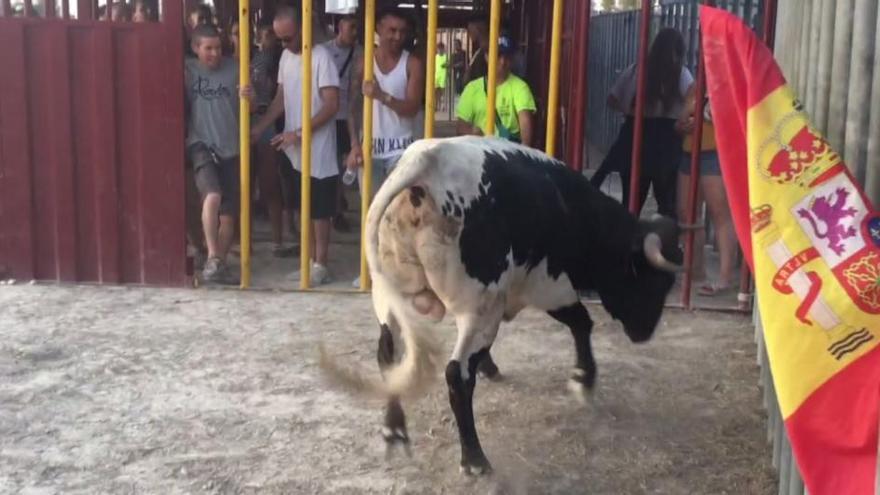 Imagen de la vaquilla del Moralet del pasado año