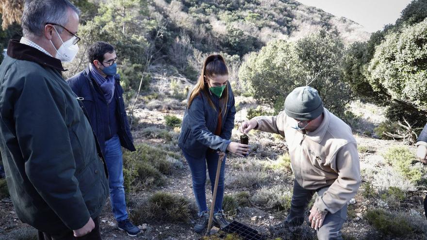 La Generalitat dona 80.000 plantas para fomentar la reforestación con motivo del Día del Árbol en la Comunidad