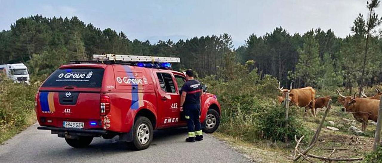 Emergencias interviene en el control de las vacas mientras un camión espera.