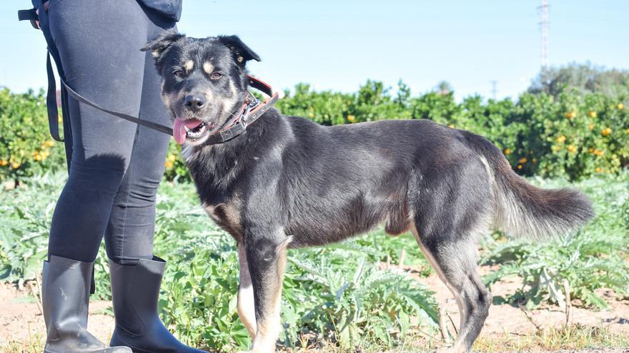 Modepran busca hogar para estos perros y gatos