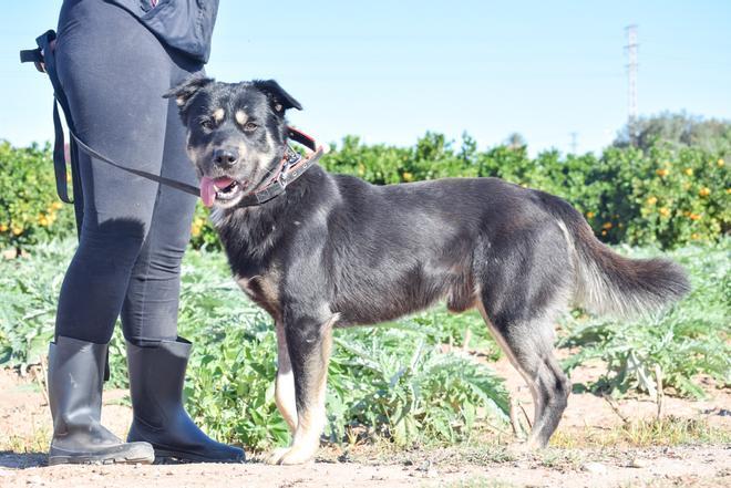 Modepran busca hogar para estos perros y gatos